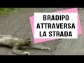 Bradipo cerca di attraversare la strada