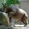 Rhinoceros Penis - Il pene del rinoceronte