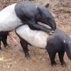 Il pene del tapiro