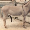 Donkey Dick - Il pene dell'asino