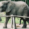 Elephant Penis - Il pene dell'Elefante