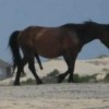 Horse Dick - Il pene del cavallo