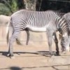 zebra penis - Il pene della zebra