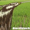 Murales nei campi di riso