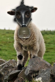 Pecore anti flautulenze