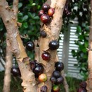 Albero di Jabuticaba