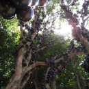 Albero di Jabuticaba