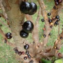 Albero di Jabuticaba