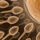 Spermatozoi