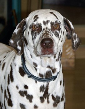 Dipingono la casa color dalmata per ricordare il cane morto