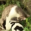 Gatto partorisce cane
