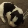 Gatto partorisce cane