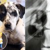 Anche questo cane ha ingoiato un peluche, questa volta di Homer Simpson