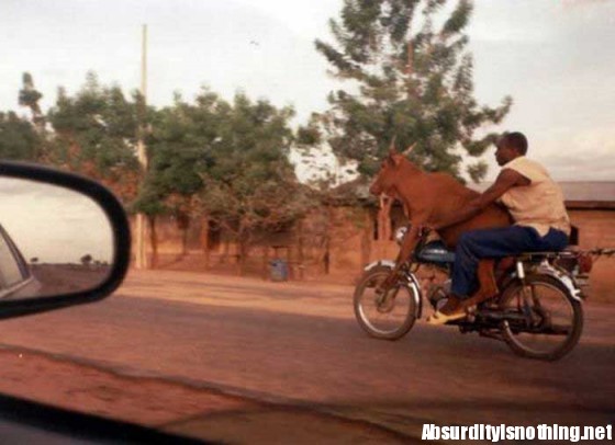 Mucca in Motocicletta
