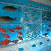 Froozen Aquarium