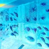 Froozen Aquarium