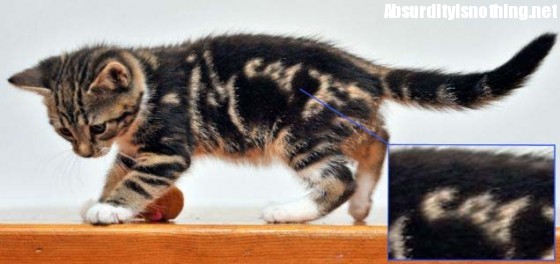Gatto ha nel pelo la parola gatto