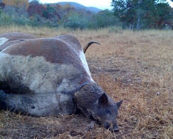 Mucca partorisce maiale