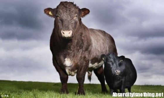 Swallow la mucca più bassa del mondo