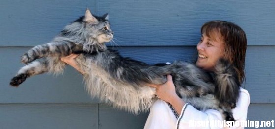 Il gatto più lungo del mondo