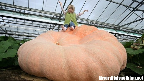 zucca più grande