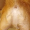Dog Jesus