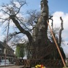 L’incredibile cappella di Oak, costruita all’interno di un tronco!