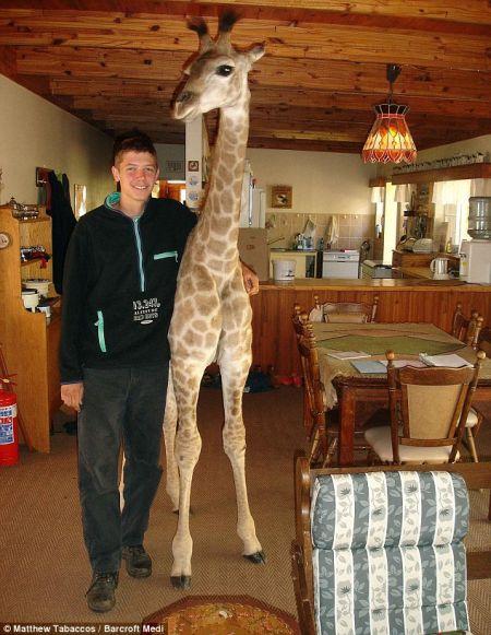 Fenne la giraffa casalinga