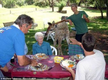 Fenne la giraffa casalinga (2)