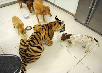 Enzo, la tigre domestica (3)