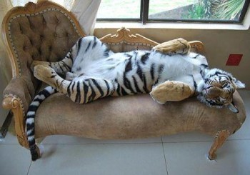 Enzo, la tigre domestica (4)