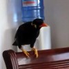 Incredibile uccello parla con la sua padrona e imita gli altri animali